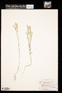 Linum sulcatum image