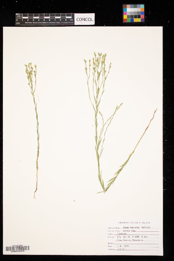 Linum sulcatum image