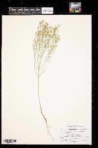 Linum sulcatum image