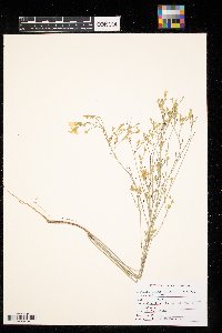 Linum sulcatum image