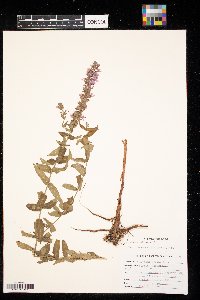 Lythrum salicaria image