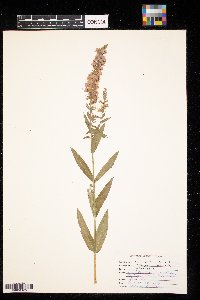 Lythrum salicaria image