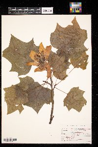 Liriodendron tulipifera image