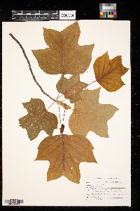 Liriodendron tulipifera image