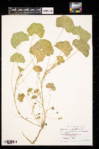 Malva neglecta image