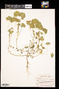 Malva neglecta image