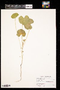 Malva neglecta image