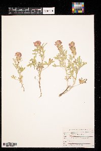 Sphaeralcea coccinea image