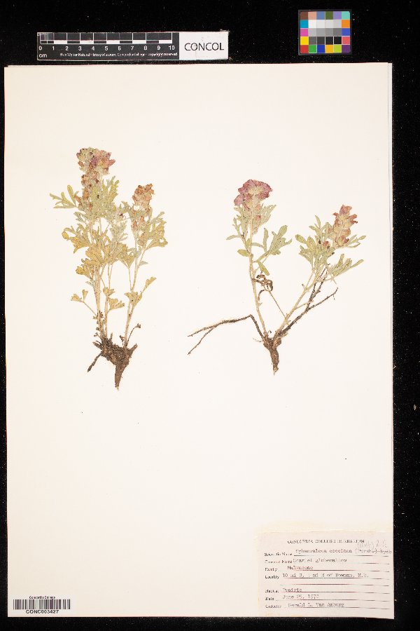 Sphaeralcea coccinea image