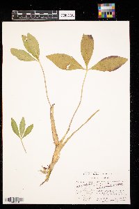 Menyanthes trifoliata image