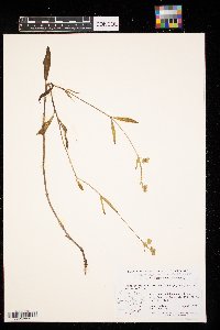 Mirabilis albida image