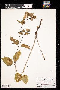 Mirabilis nyctaginea image