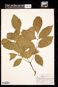 Fraxinus americana image