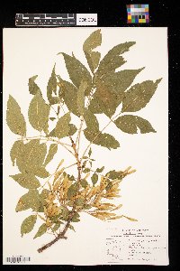 Fraxinus pennsylvanica image