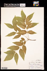 Fraxinus pennsylvanica image