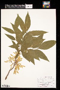 Fraxinus pennsylvanica image