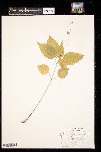 Circaea lutetiana image