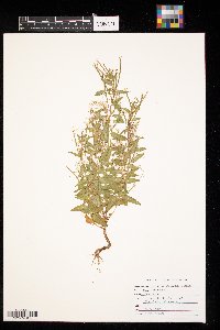 Epilobium coloratum image