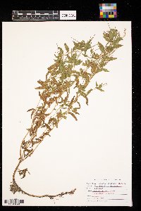 Epilobium coloratum image