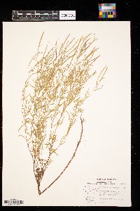 Epilobium leptophyllum image