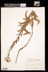 Oenothera biennis image