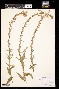 Oenothera biennis image