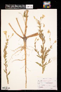 Oenothera biennis image