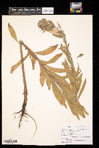 Oenothera biennis image