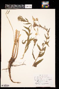 Oenothera biennis image