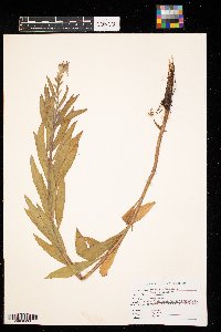 Oenothera biennis image