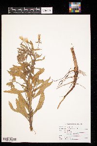 Oenothera biennis image