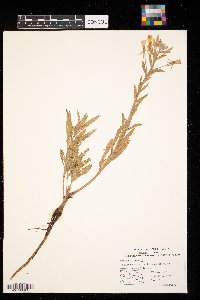 Oenothera biennis image