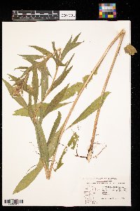 Oenothera biennis image