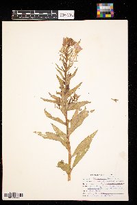 Oenothera biennis image