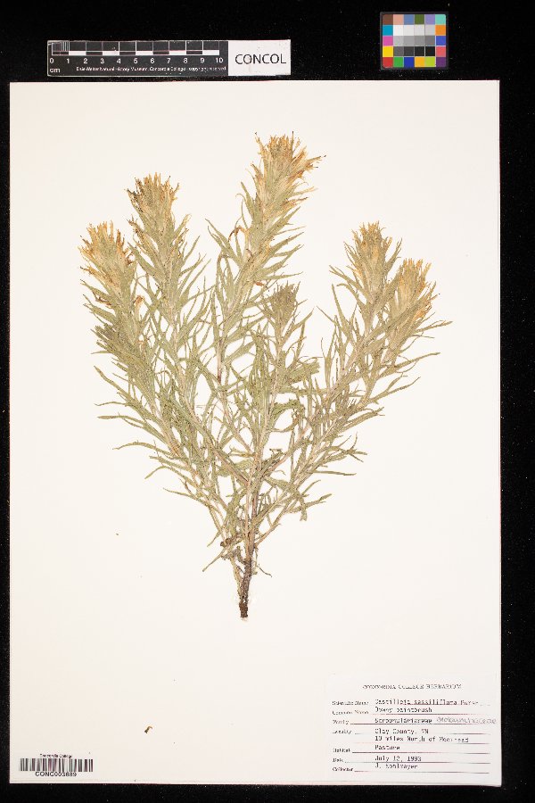 Castilleja sessiliflora image