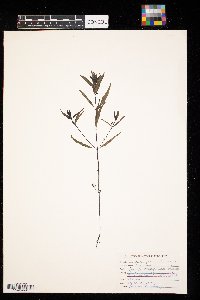 Melampyrum lineare image