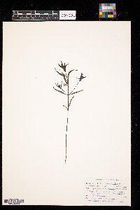 Melampyrum lineare image