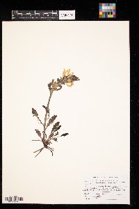 Pedicularis canadensis image