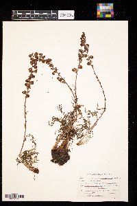 Pedicularis groenlandica image