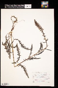 Pedicularis groenlandica image