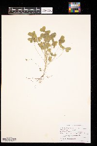 Oxalis stricta image