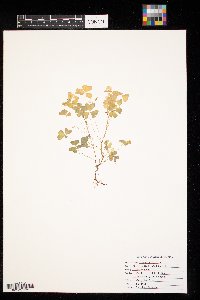 Oxalis stricta image