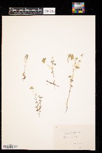 Oxalis stricta image