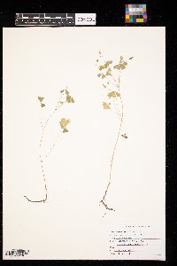 Oxalis stricta image