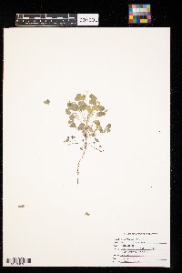 Oxalis stricta image