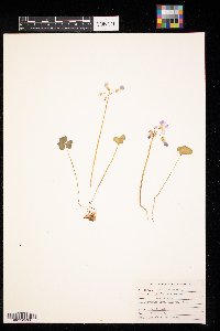 Oxalis violacea image