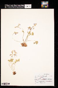 Oxalis violacea image