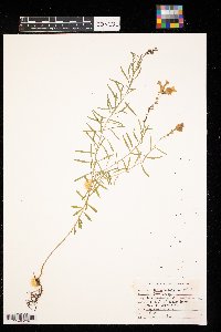 Linaria vulgaris image