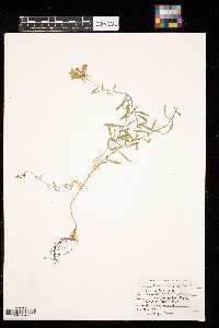 Linaria vulgaris image