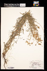 Linaria vulgaris image